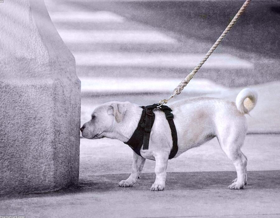 Happy Paws 3