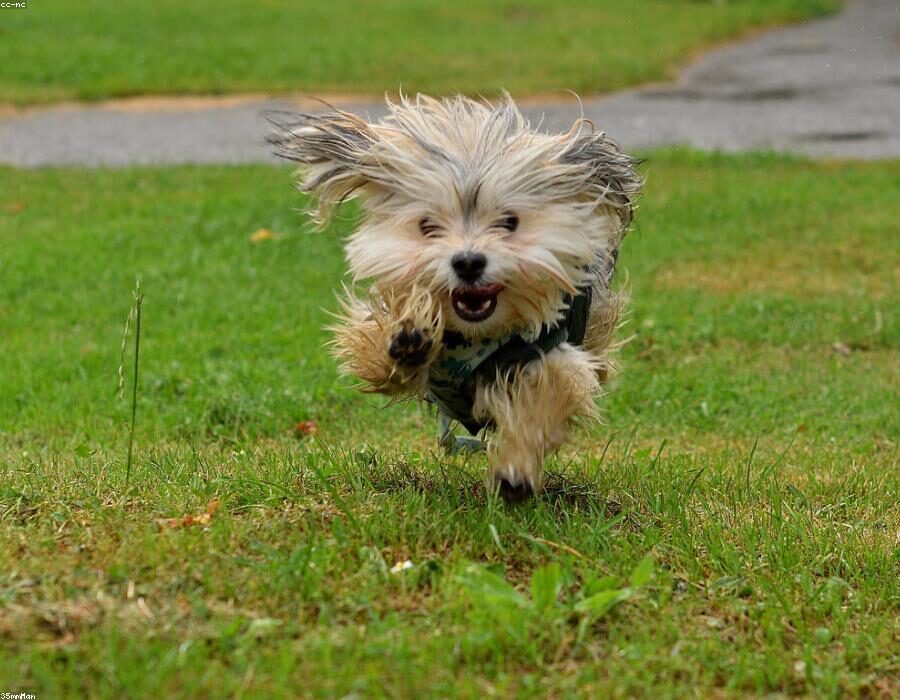 Happy Paws 4