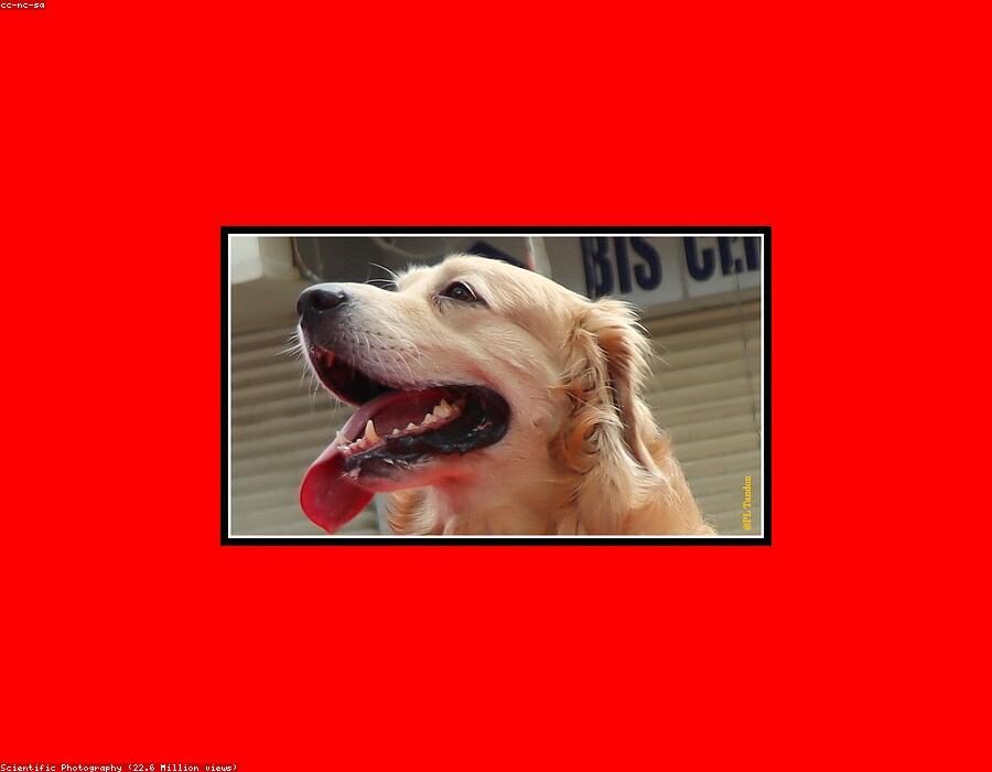 Happy Paws 5